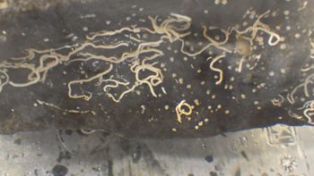 Media type: image;   Invertebrate Zoology 153105 Description: live specimen;